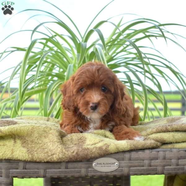 Ginger, Cavapoo Puppy