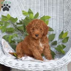 Ginger-F1B, Mini Goldendoodle Puppy