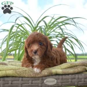 Ginger, Cavapoo Puppy