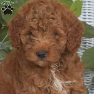 Ginger-F1B, Mini Goldendoodle Puppy