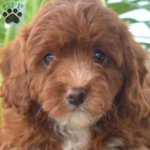 Ginger, Cavapoo Puppy