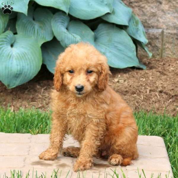 Ginny, Mini Goldendoodle Puppy