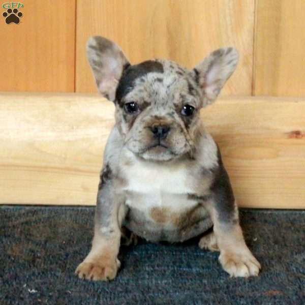 Giselle, French Bulldog Puppy