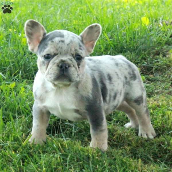 Giselle, French Bulldog Puppy