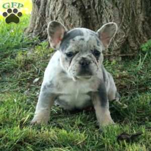 Giselle, French Bulldog Puppy