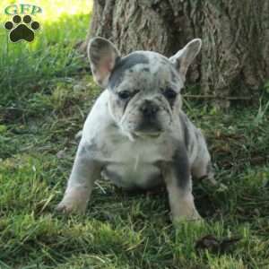 Giselle, French Bulldog Puppy
