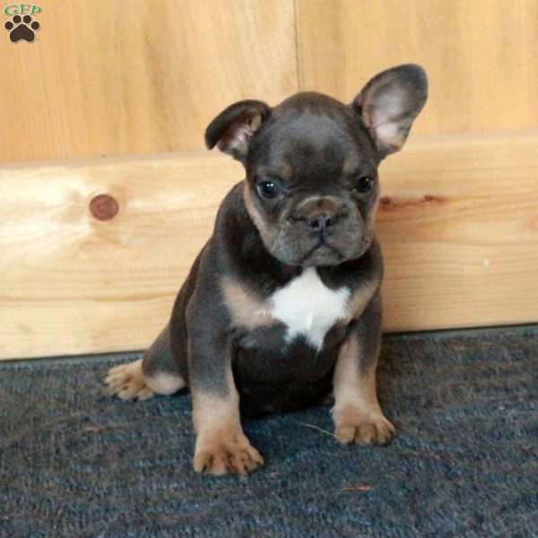 Gloria, French Bulldog Puppy