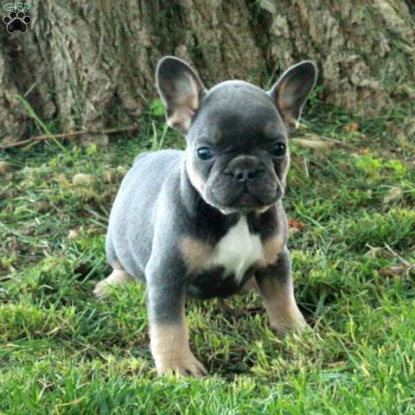Gloria, French Bulldog Puppy