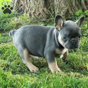 Gloria, French Bulldog Puppy