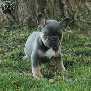 Gloria, French Bulldog Puppy