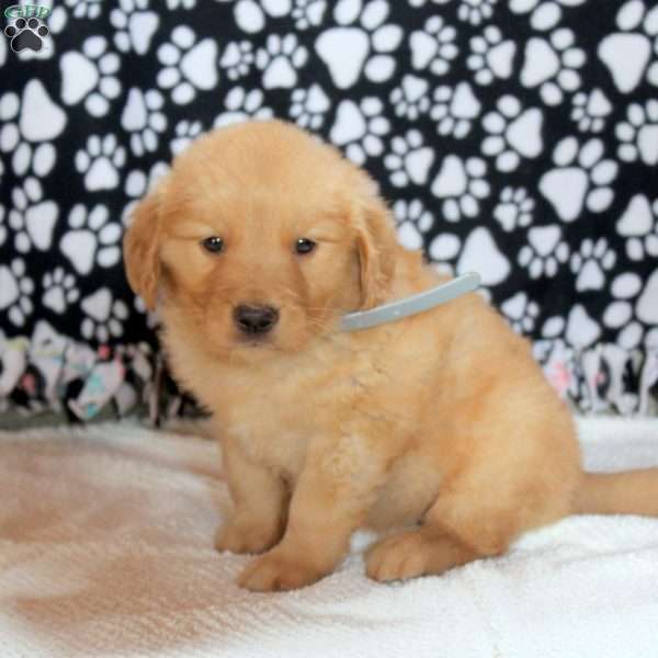 Glory, Golden Retriever Puppy