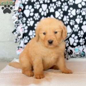 Glory, Golden Retriever Puppy