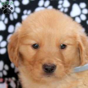 Glory, Golden Retriever Puppy