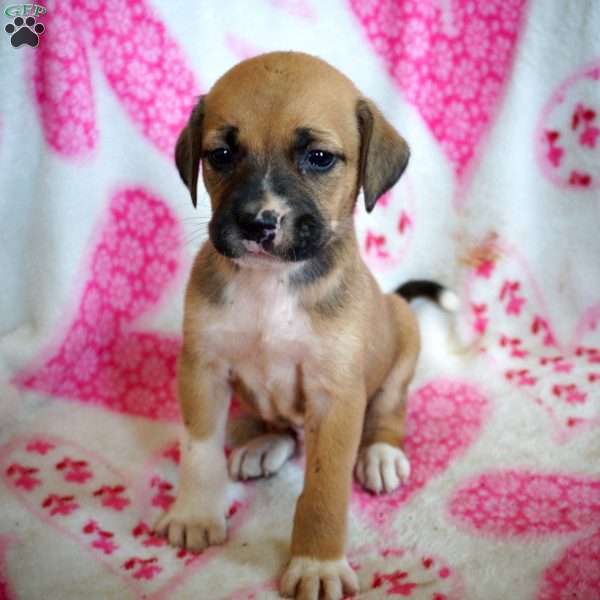 Goldhead, Labrador Mix Puppy