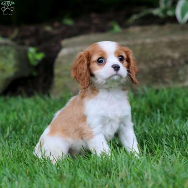Goldie, Cavalier King Charles Spaniel Puppy