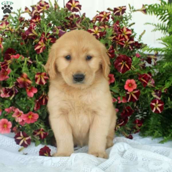 Goldy, Golden Retriever Puppy
