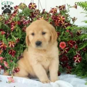 Goldy, Golden Retriever Puppy