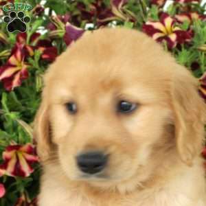 Goldy, Golden Retriever Puppy