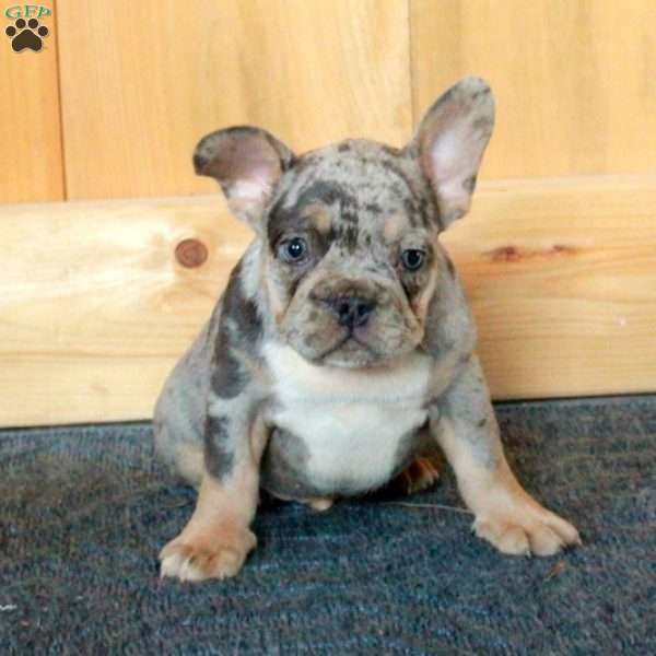 Gordie, French Bulldog Puppy