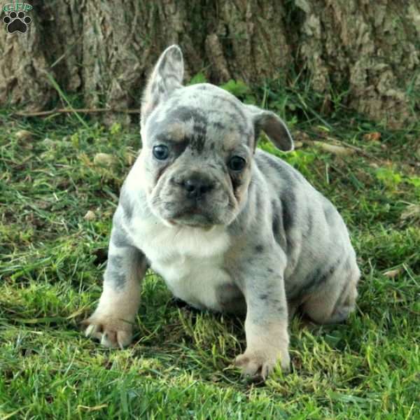 Gordie, French Bulldog Puppy