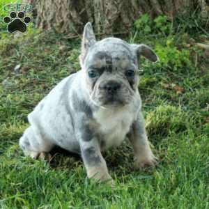 Gordie, French Bulldog Puppy