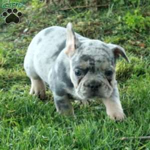 Gordie, French Bulldog Puppy