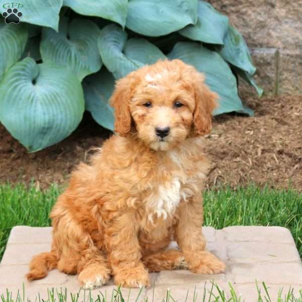 Grace, Mini Goldendoodle Puppy