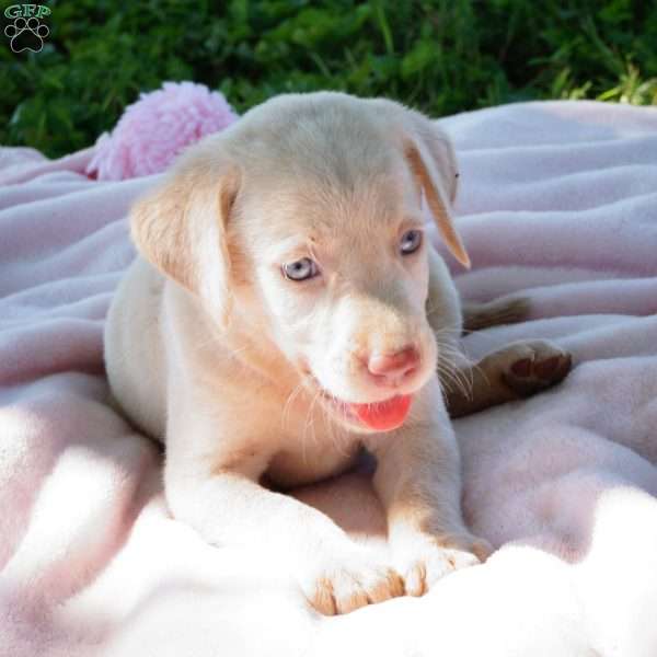 Grace, Yellow Labrador Retriever Puppy