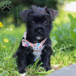 Gracie, Morkie / Yorktese Puppy
