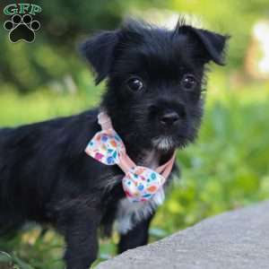 Gracie, Morkie / Yorktese Puppy
