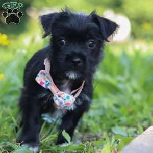Gracie, Morkie / Yorktese Puppy