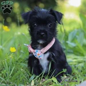 Gracie, Morkie / Yorktese Puppy