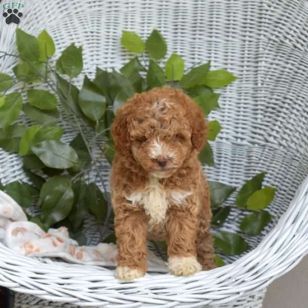Gracie-F1B, Mini Goldendoodle Puppy