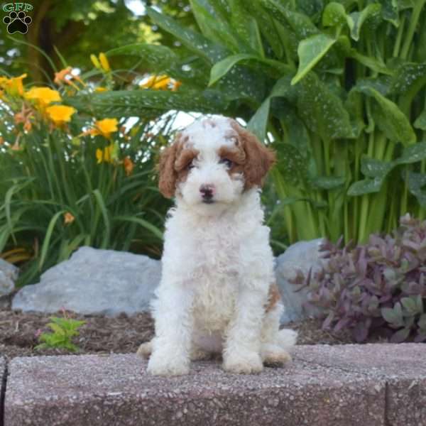 Gracie, Toy Poodle Puppy