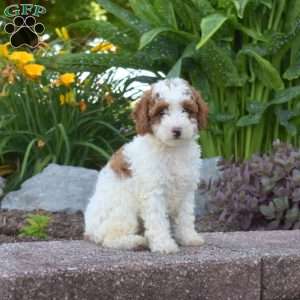 Gracie, Toy Poodle Puppy