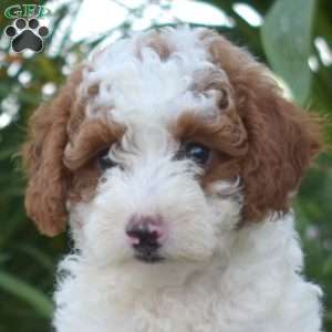 Gracie, Toy Poodle Puppy