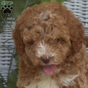 Gracie-F1B, Mini Goldendoodle Puppy