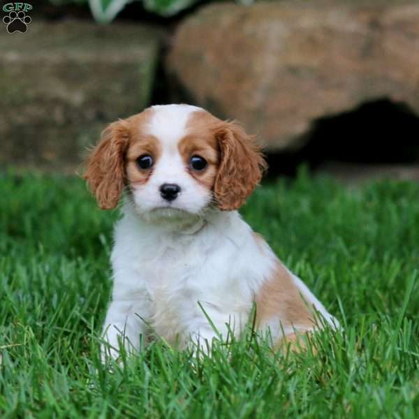 Gracie, Cavalier King Charles Spaniel Puppy