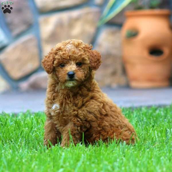 Gracie, Miniature Poodle Puppy