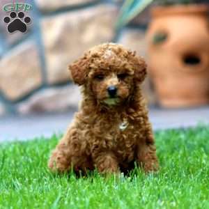 Gracie, Miniature Poodle Puppy