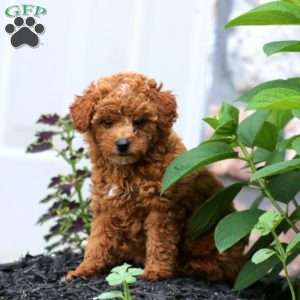 Gracie, Miniature Poodle Puppy