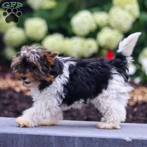Gracie, Biewer Terrier Puppy