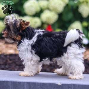Gracie, Biewer Terrier Puppy