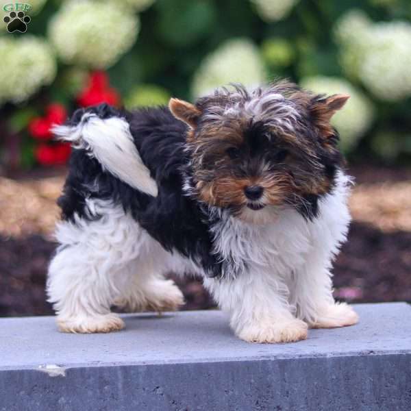 Gracie, Biewer Terrier Puppy