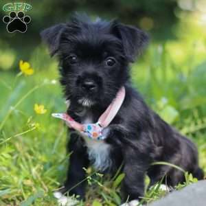 Gracie, Morkie / Yorktese Puppy