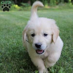 Logan, English Cream Golden Retriever Puppy