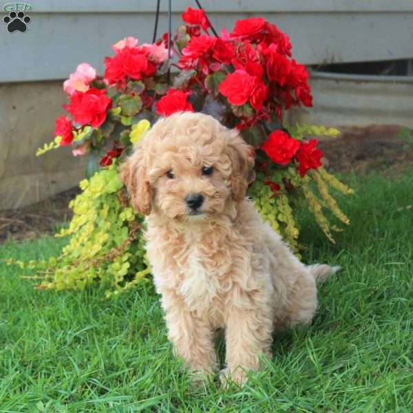 Grayson, Mini Goldendoodle Puppy