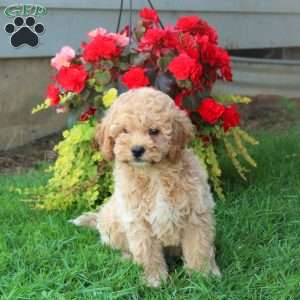 Grayson, Mini Goldendoodle Puppy
