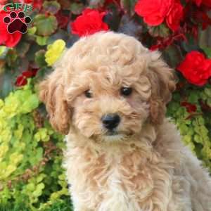 Grayson, Mini Goldendoodle Puppy
