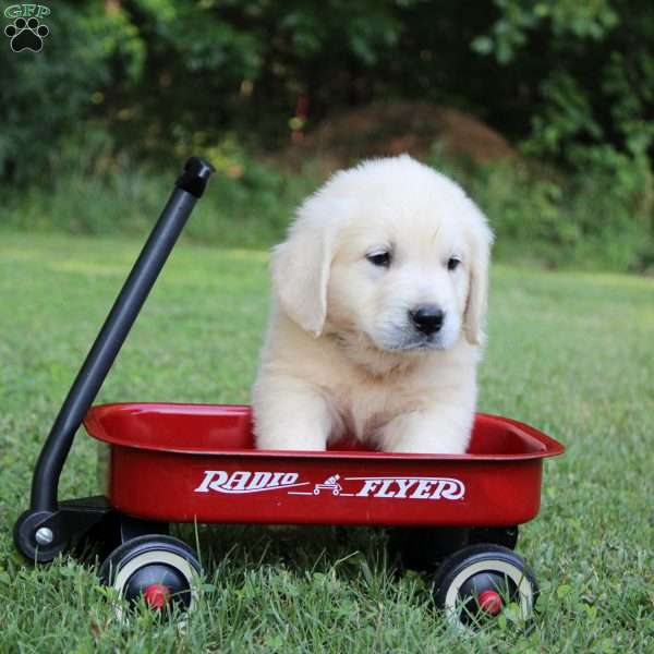 Lynn, English Cream Golden Retriever Puppy